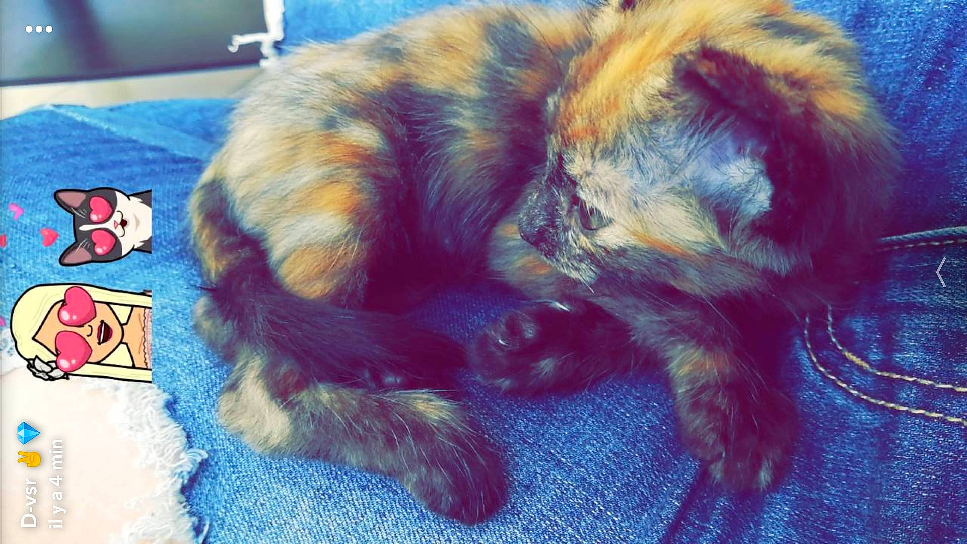 Otity a rejoint le concours — aidez-le/la à gagner de superbes lots ! canidae, carnivore, claw, comfort, companion_dog, dog, dog_breed, electric_blue, fawn, felidae, foot, fur, liver, paw, small_to_medium_sized_cats, snout, sporting_group, tail, terrestrial_animal, whiskers