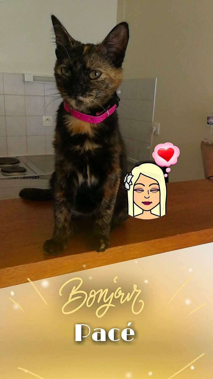 Otity participe au concours pour gagner de l'argent avec cette photo : black_cat, canidae, carnivore, cat, dog_breed, domestic_short_haired_cat, fawn, felidae, flooring, font, fur, party_supply, pet_supply, room, small_to_medium_sized_cats, snout, tail, terrestrial_animal, toy, whiskers