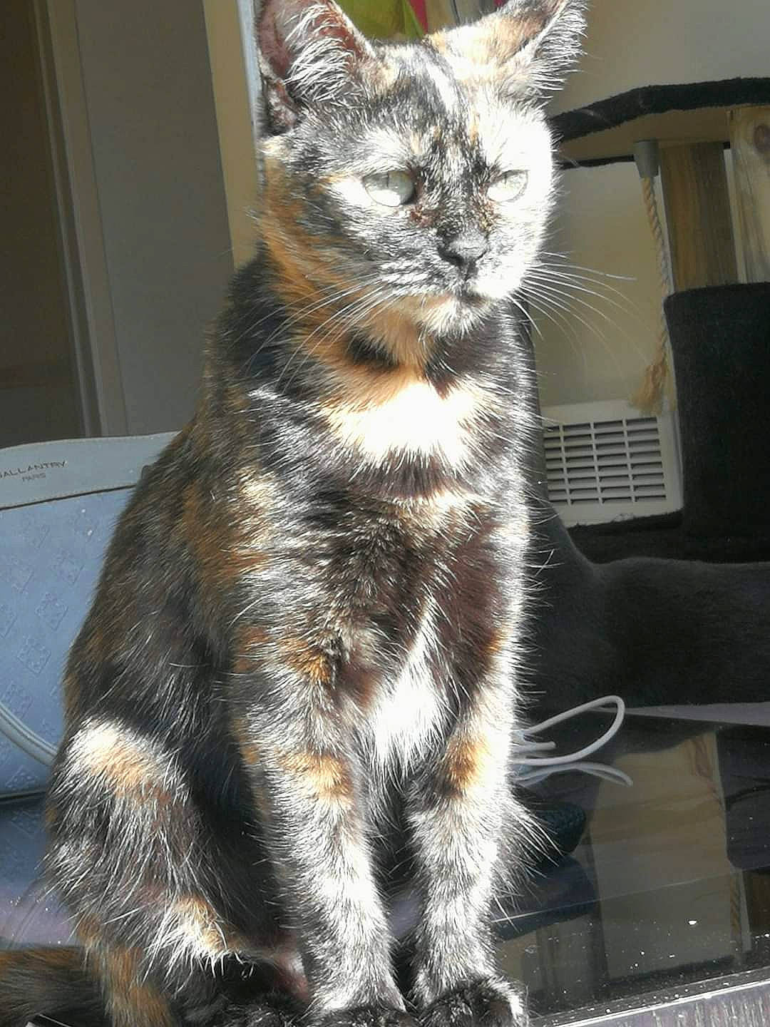 Otity a rejoint le concours — aidez-le/la à gagner de superbes lots ! carnivore, cat, claw, domestic_short_haired_cat, felidae, fur, paw, small_to_medium_sized_cats, snout, tail, terrestrial_animal, whiskers, window