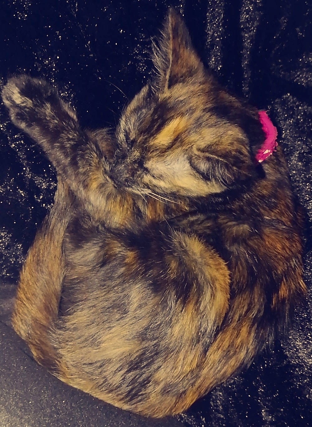 Otity participe au concours pour gagner de l'argent avec cette photo : carnivore, cat, claw, darkness, domestic_short_haired_cat, fawn, felidae, fur, human_leg, illustration, organism, painting, paw, sky, small_to_medium_sized_cats, snout, tail, visual_arts, whiskers, wildlife