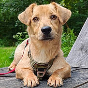 Poppies a rejoint le concours — aidez-le/la à gagner de superbes lots ! alert, animal, canine, close_up, dog, ears, forest, grass, greenery, harness, leash, nature, nose, outdoor, paws, pet, portrait, puppy, tan_dog, wooden_surface