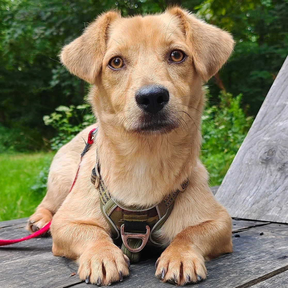 Poppies a rejoint le concours — aidez-le/la à gagner de superbes lots ! alert, animal, canine, close_up, dog, ears, forest, grass, greenery, harness, leash, nature, nose, outdoor, paws, pet, portrait, puppy, tan_dog, wooden_surface