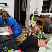 Idéfix a rejoint le concours — aidez-le/la à gagner de superbes lots ! adult, animal, architecture, canine, clothing, computer, couch, desk, dog, electronics, female, furniture, hat, laptop, partyhat, pc, person, pet, table, woman