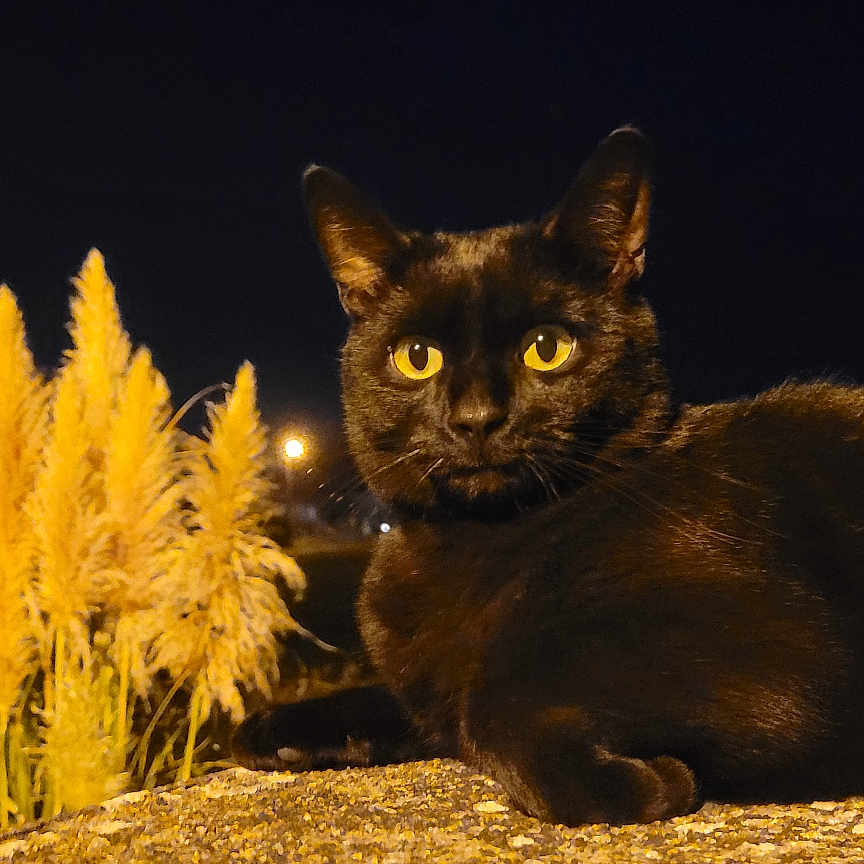 Berlioz participe au concours pour gagner de l'argent avec cette photo : abyssinian, alloywheel, animal, blackcat, car, carwheel, cat, fireworks, grass, kitten, lighting, machine, manx, nature, night, outdoors, pet, plant, reed, spoke