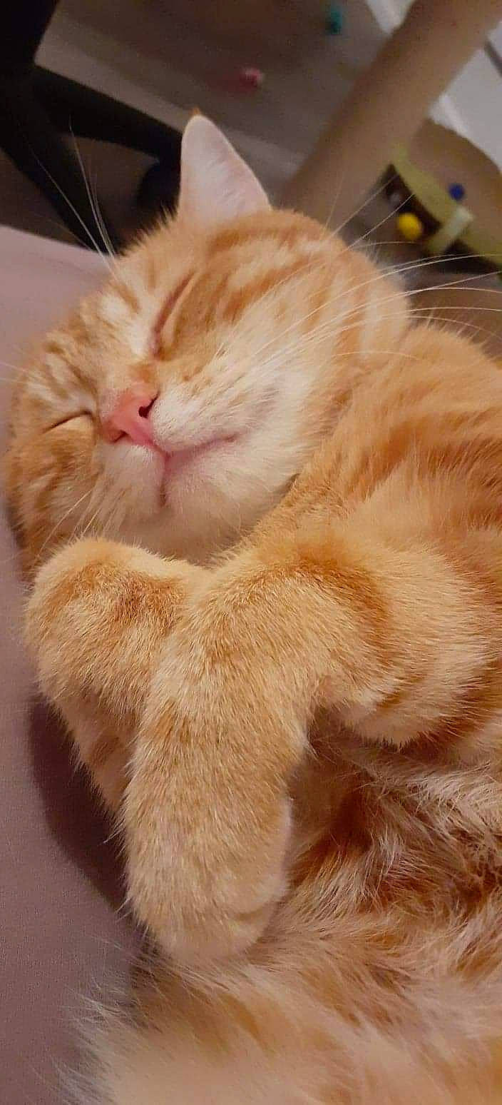 Pamplemousse participe au concours pour gagner de l'argent avec cette photo : carnivore, cat, claw, comfort, domestic_short_haired_cat, fawn, felidae, flooring, fur, nap, paw, peach, small_to_medium_sized_cats, snout, tail, whiskers, wood