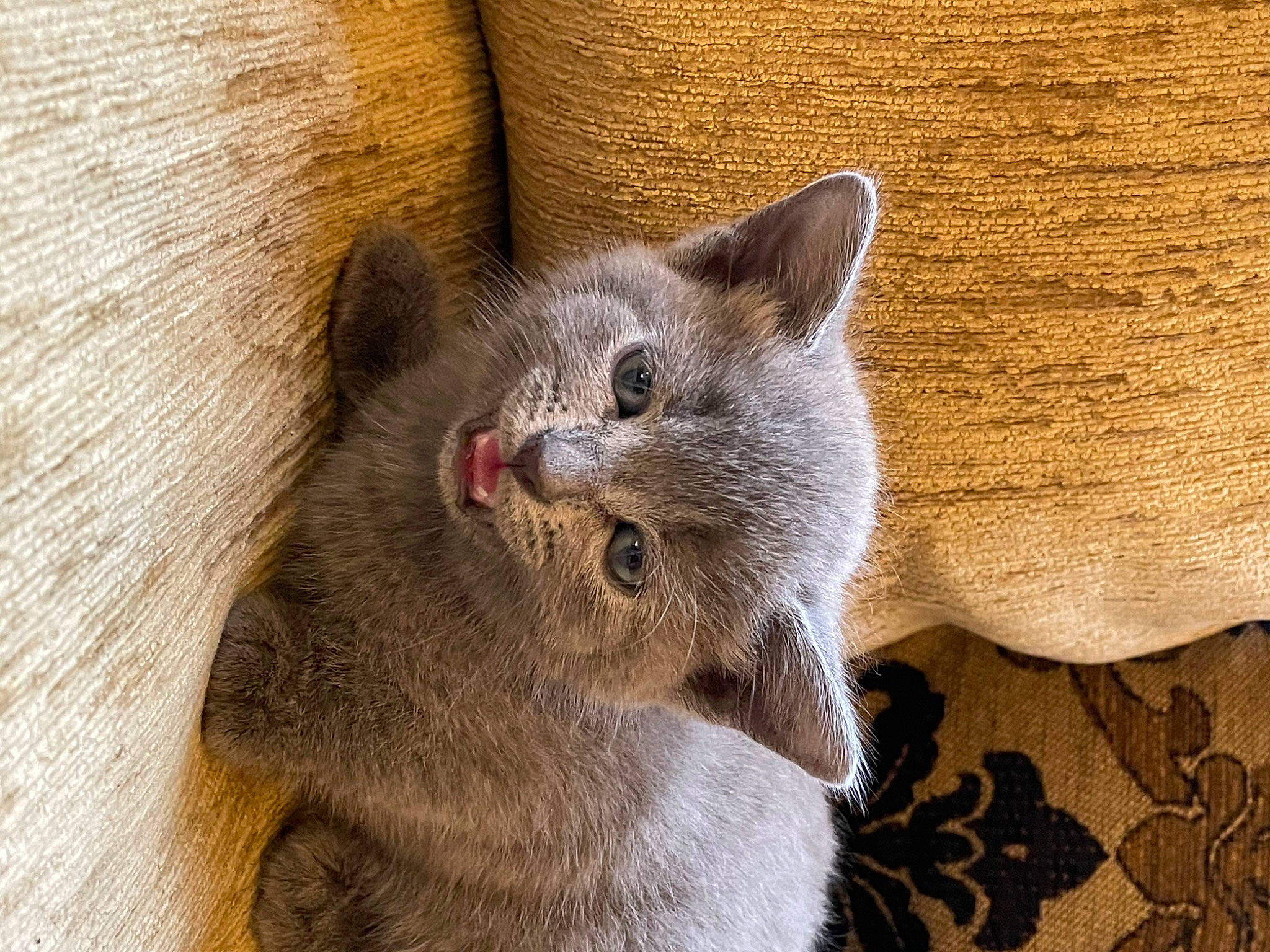 Mia joined the competition — help win amazing prizes! carnivore, cat, comfort, domestic_short_haired_cat, fawn, felidae, fur, grey, russian_blue, small_to_medium_sized_cats, snout, terrestrial_animal, whiskers, wildlife, window, wood