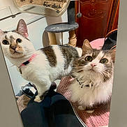 Vanille a rejoint le concours — aidez-le/la à gagner de superbes lots ! cat, cats, indoor, pet, feline, curious, collar, fur, whiskers, eyes, cat_tree, furniture, cozy, domestic, pink_collar, gray_and_white, short_hair, long_hair, looking_up, pets