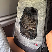Fripouille a rejoint le concours — aidez-le/la à gagner de superbes lots ! cat, pet_carrier, mesh_window, backpack, gray_fabric, zipper, human_hand, wristwatch, jeans, leg, airplane_seat, window, travel, closeup, portrait, strap, brand_trixie, seating_area, mesh_pattern, stitching
