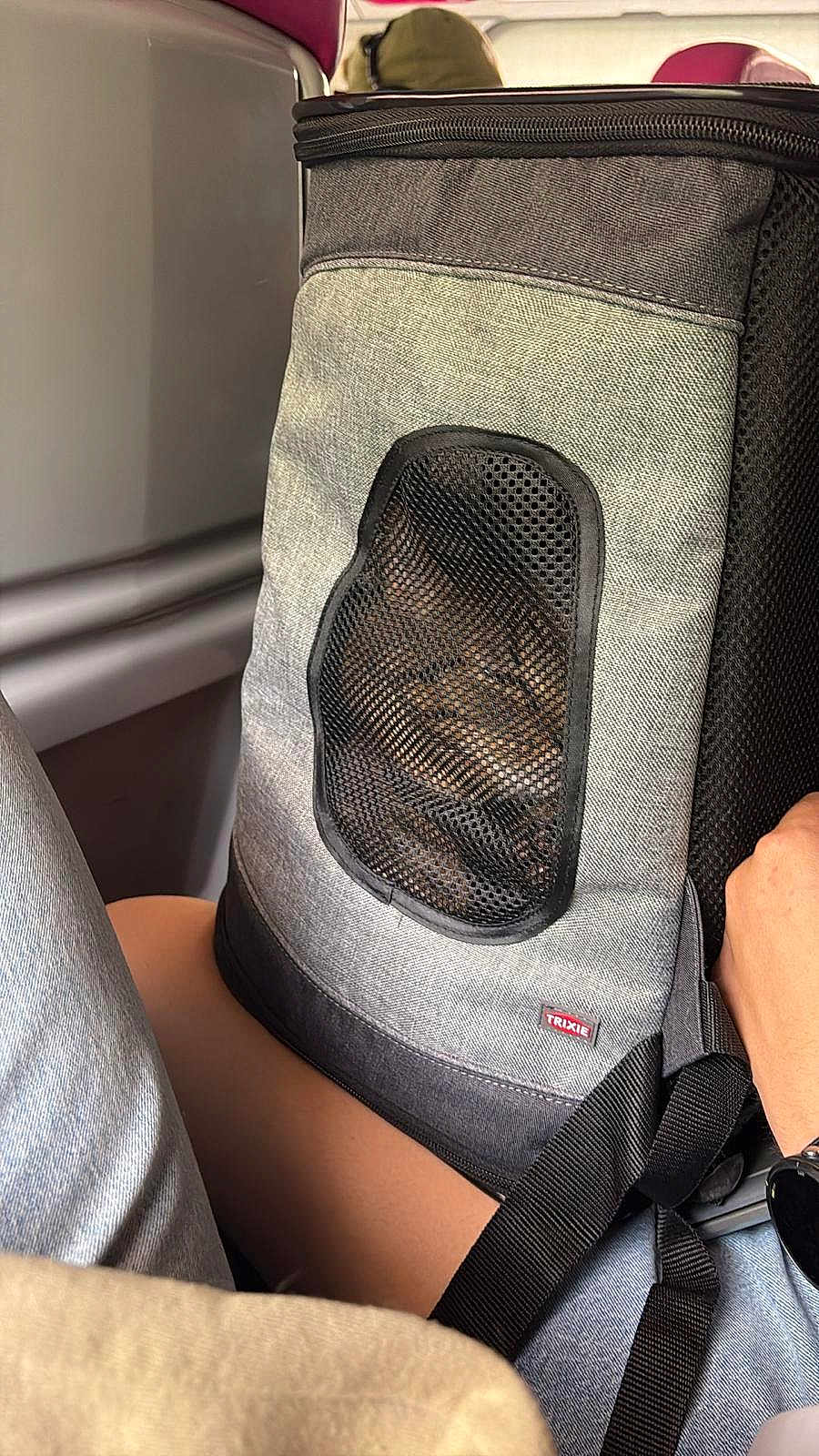 Fripouille a rejoint le concours — aidez-le/la à gagner de superbes lots ! cat, pet_carrier, mesh_window, backpack, gray_fabric, zipper, human_hand, wristwatch, jeans, leg, airplane_seat, window, travel, closeup, portrait, strap, brand_trixie, seating_area, mesh_pattern, stitching