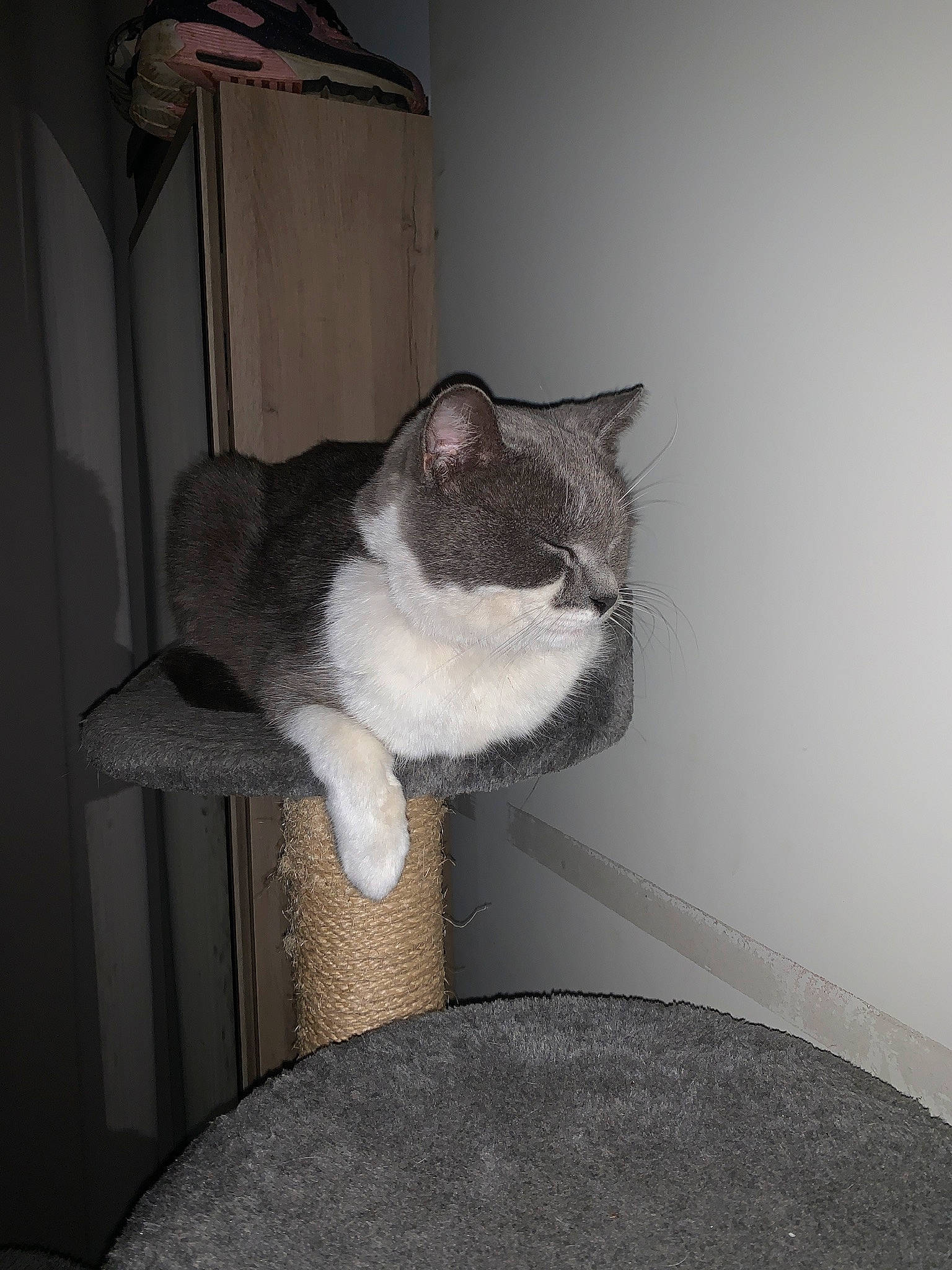 Biscuit a rejoint le concours — aidez-le/la à gagner de superbes lots ! box, carnivore, cat, cat_supply, comfort, domestic_short_haired_cat, felidae, fur, grey, human_body, leg, mammal, paw, room, small_to_medium_sized_cats, snout, tail, whiskers, window, wood