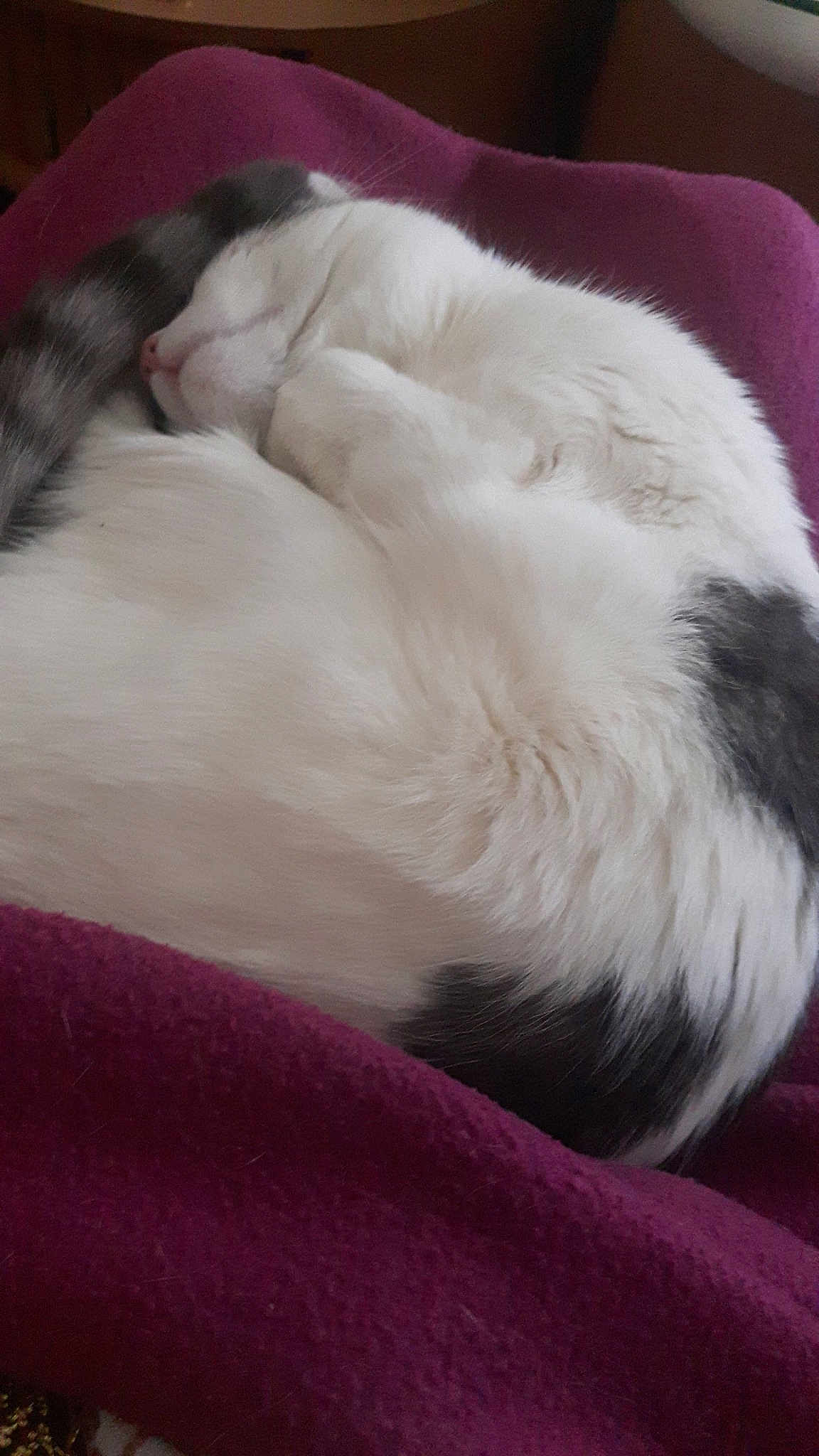 Fidji