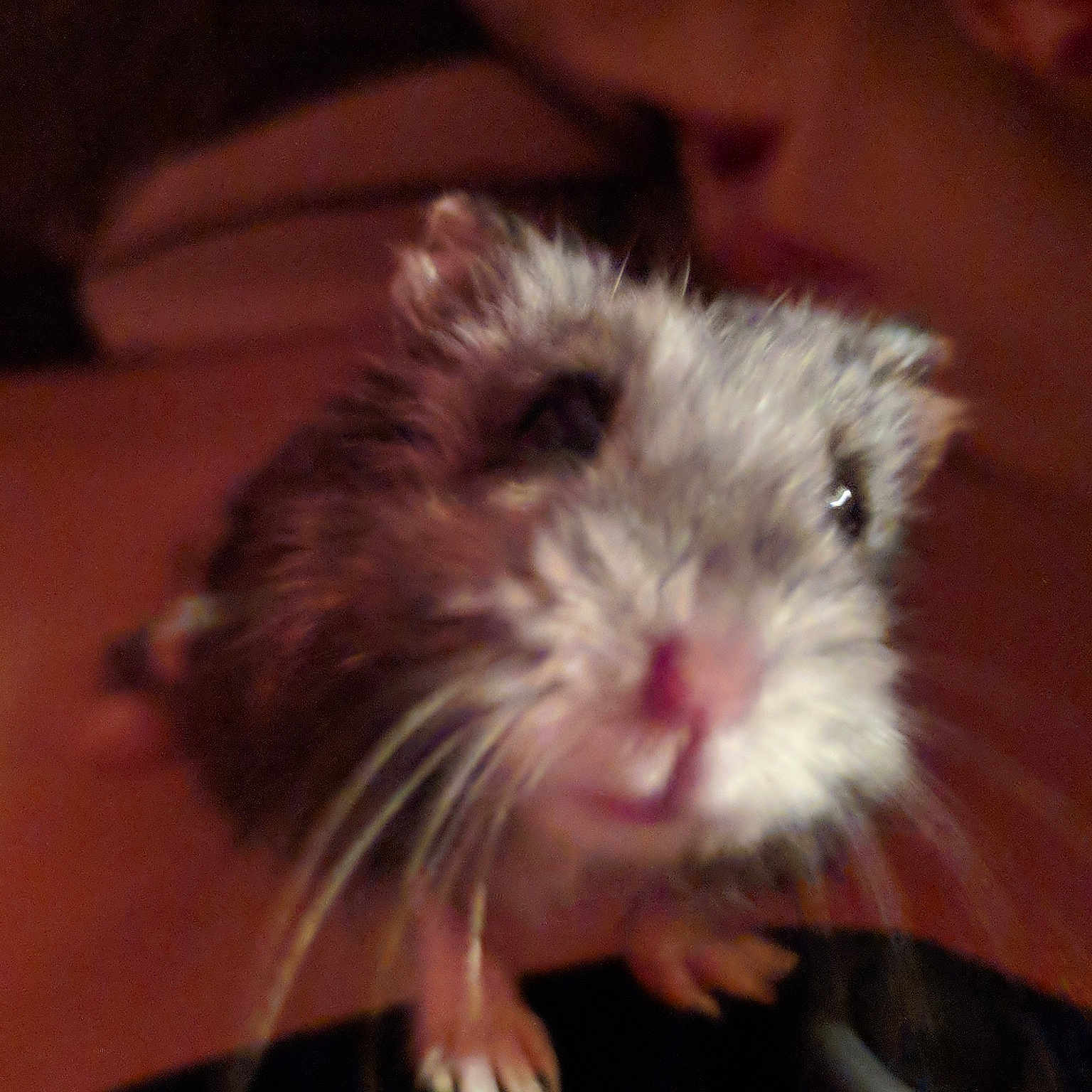 Berry joined the competition — help win amazing prizes! dormouse, fauna, gerbil, hamster, mammal, mouse, muridae, muroidea, rat, rodent, snout, whiskers