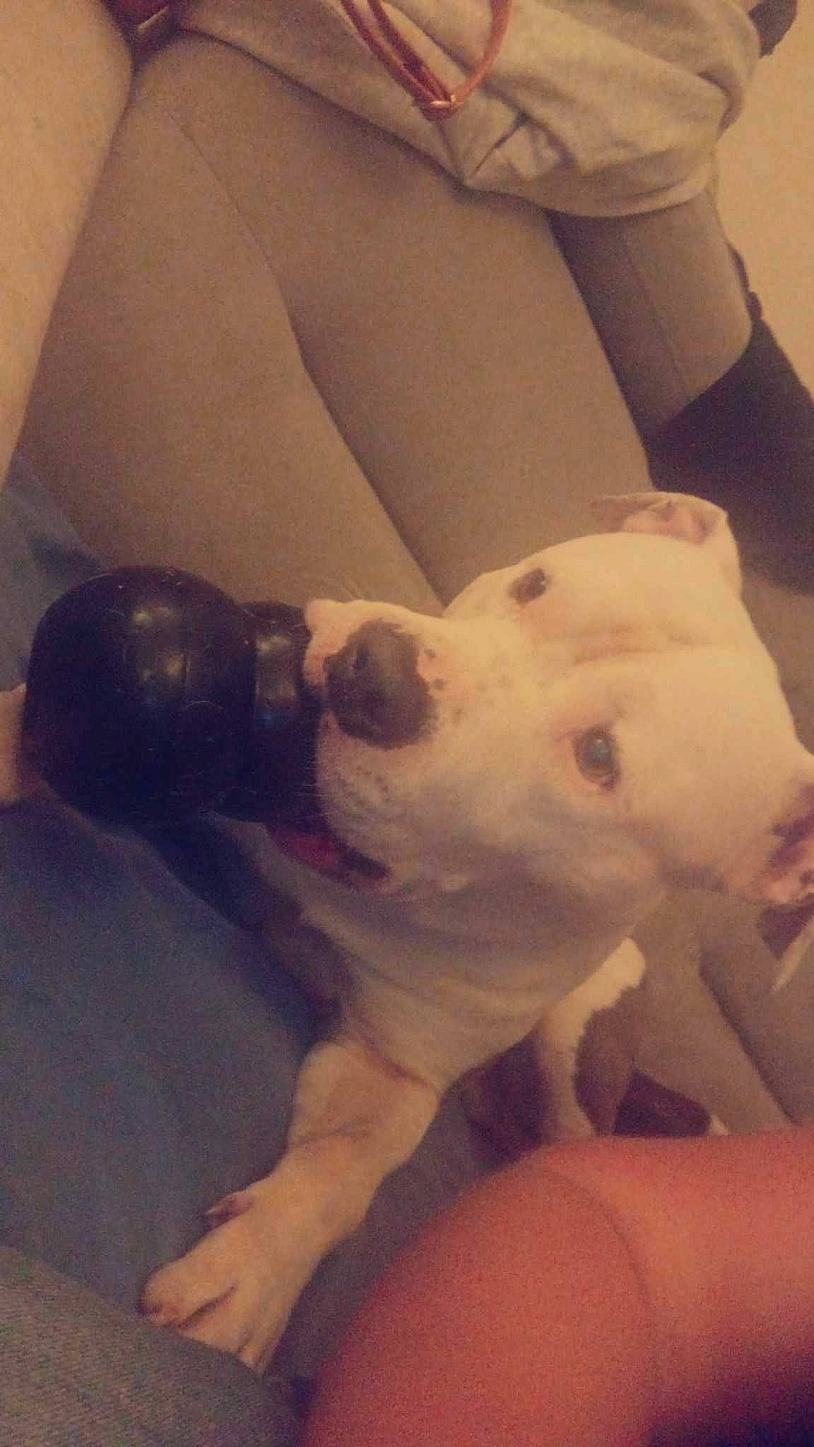 Raiko a rejoint le concours — aidez-le/la à gagner de superbes lots ! canidae, carnivore, cloud, comfort, companion_dog, dog, dog_breed, ear, fawn, fur, guard_dog, non_sporting_group, paw, snout, sporting_group, tail, terrestrial_animal, toy_dog, whiskers, working_animal