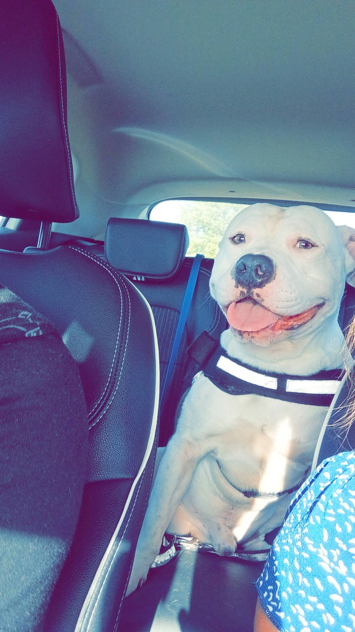 Raiko participe au concours pour gagner de l'argent avec cette photo : auto_part, automotive_lighting, automotive_mirror, car, car_seat, car_seat_cover, carnivore, collar, companion_dog, dog, dog_breed, dog_collar, head_restraint, motor_vehicle, personal_luxury_car, snout, steering_wheel, tints_and_shades, vehicle, vehicle_door