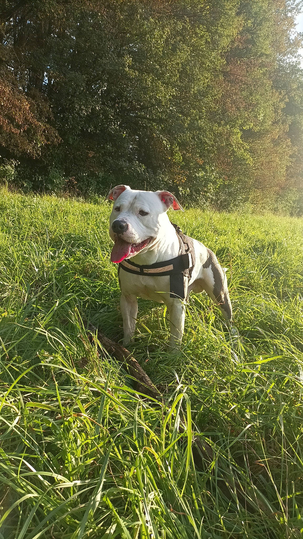 Raiko a rejoint le concours — aidez-le/la à gagner de superbes lots ! canidae, carnivore, collar, companion_dog, dog, dog_breed, dog_collar, fawn, grass, grassland, groundcover, molosser, pasture, plant, prairie, sporting_group, tail, terrestrial_animal, whiskers, working_animal