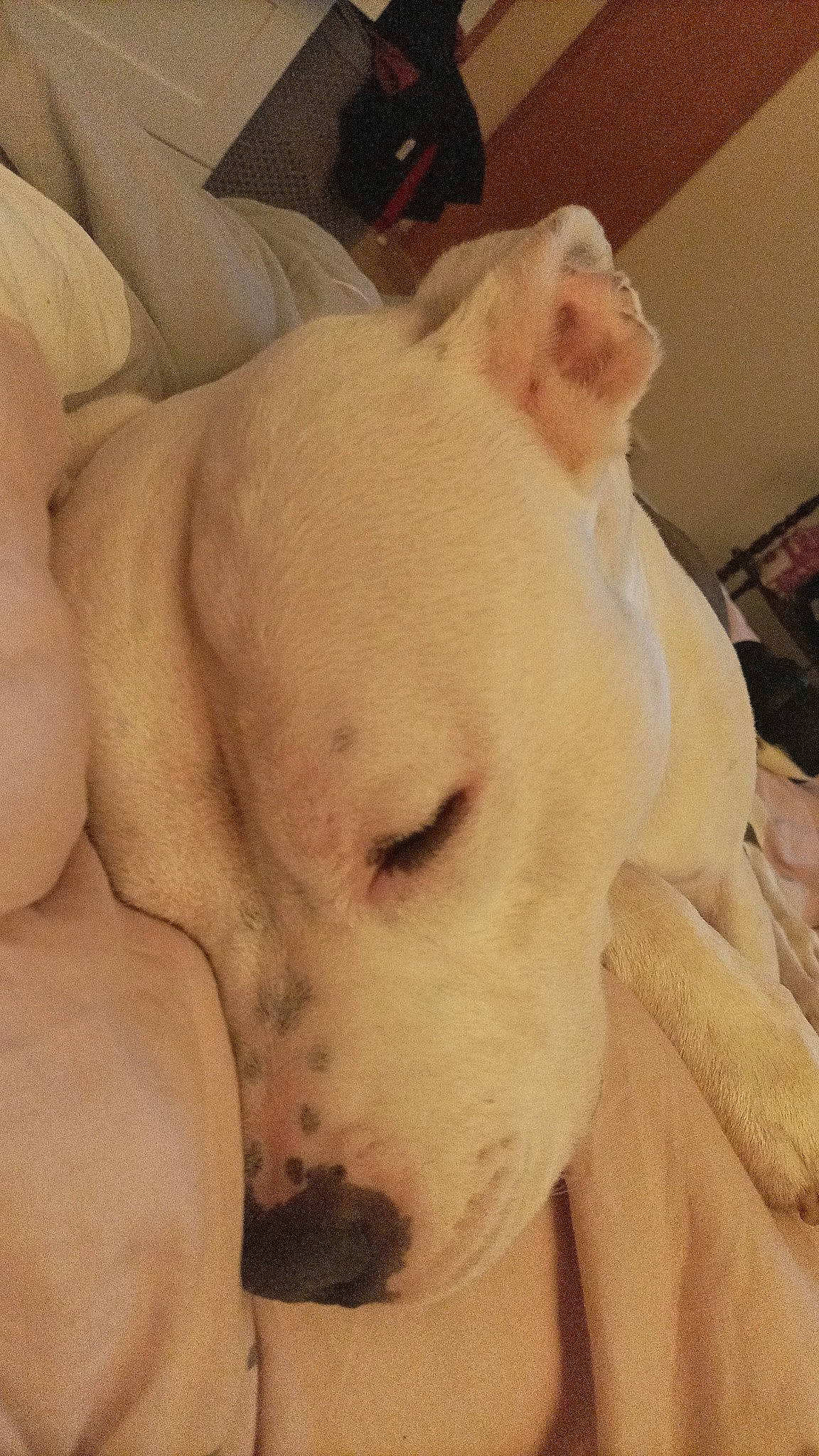 Raiko a rejoint le concours — aidez-le/la à gagner de superbes lots ! canidae, carnivore, cloud, comfort, companion_dog, dog, dog_breed, ear, fawn, fur, jaw, nap, non_sporting_group, paw, puppy_love, selfie, snout, sporting_group, whiskers, working_animal