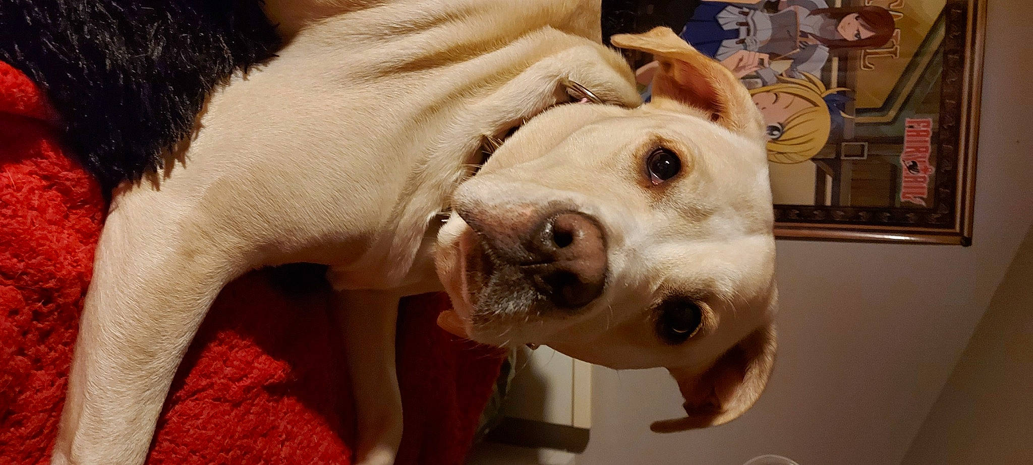 Savana a rejoint le concours — aidez-le/la à gagner de superbes lots ! canidae, carnivore, carpet, companion_dog, dog, dog_breed, dog_supply, dogo_guatemalteco, fawn, fur, hunting_dog, non_sporting_group, pet_supply, snout, sporting_group, vertebrate, whiskers, working_animal, working_dog