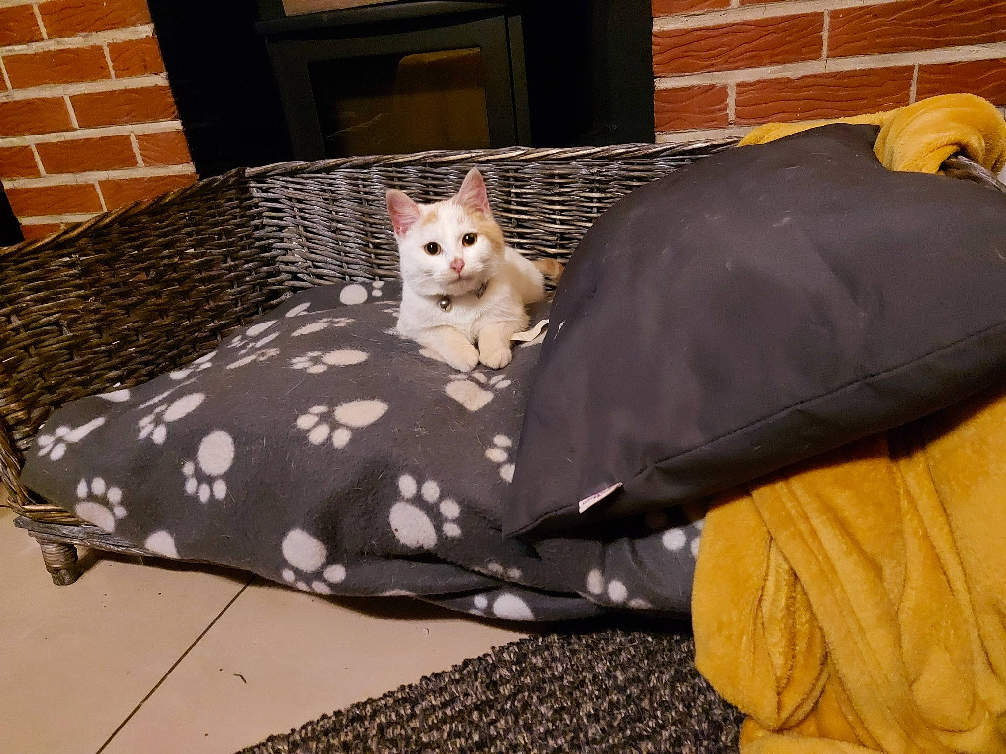 Blanche participe au concours pour gagner de l'argent avec cette photo : bean_bag, brick, brickwork, carnivore, cat, comfort, felidae, fur, home, small_to_medium_sized_cats, whiskers, wicker