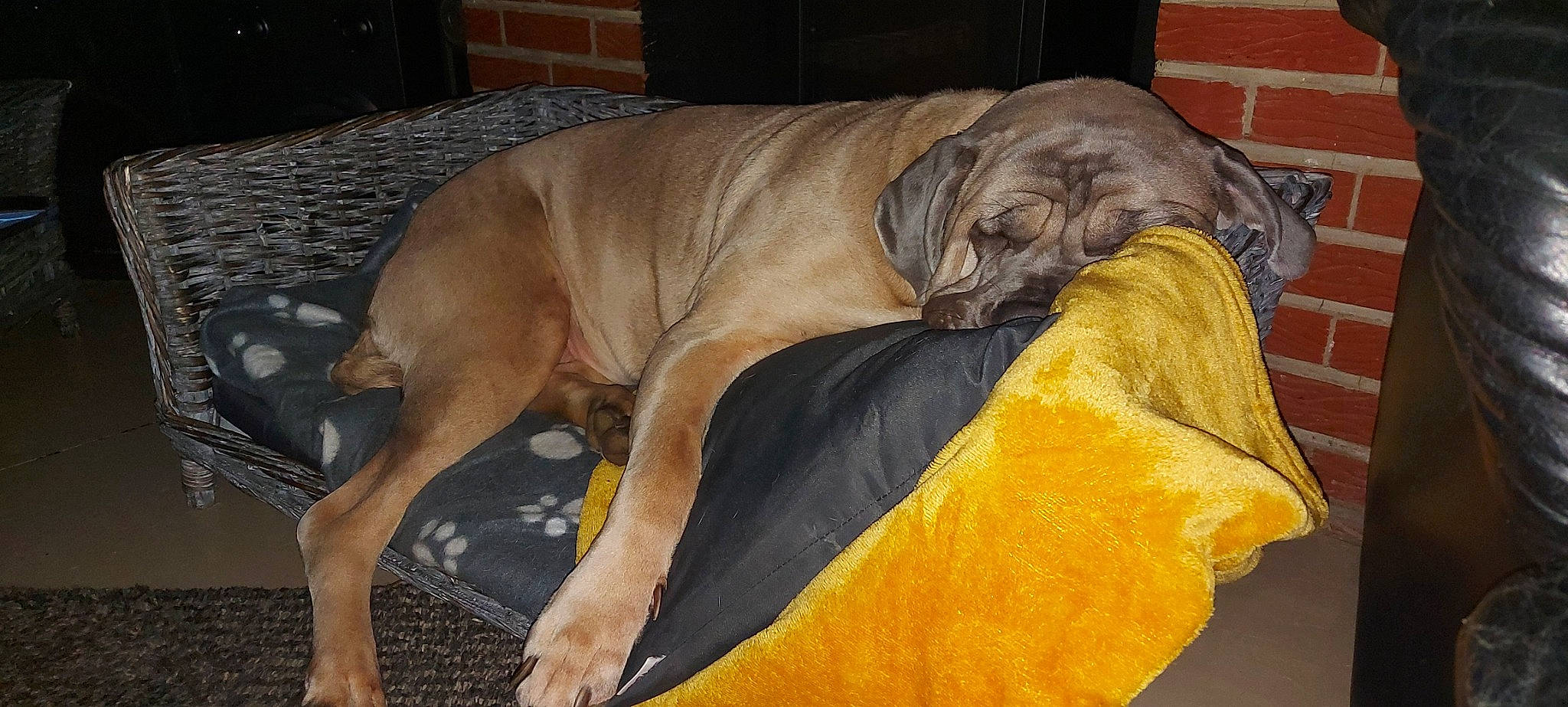 Asia a rejoint le concours — aidez-le/la à gagner de superbes lots ! canidae, carnivore, companion_dog, dog, dog_breed, dog_supply, fawn, foot, guard_dog, mammal, snout, sporting_group, tail, toe, working_animal, working_dog, wrinkle, yellow