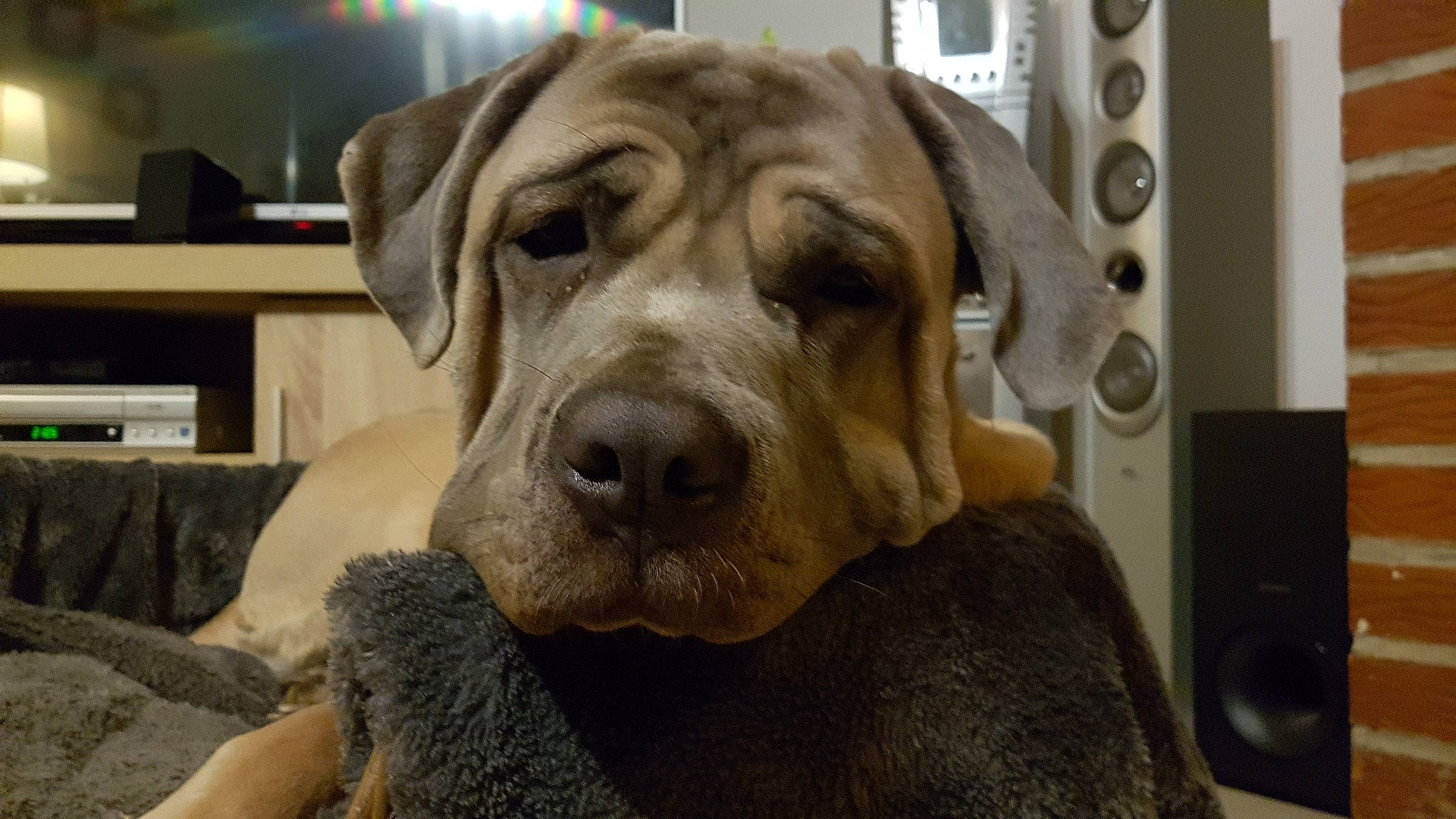 Asia a rejoint le concours — aidez-le/la à gagner de superbes lots ! canidae, carnivore, companion_dog, dog, dog_breed, fawn, fur, guard_dog, home_appliance, loudspeaker, molosser, plush, shelf, snout, studio_monitor, stuffed_toy, toy, whiskers, working_animal, working_dog