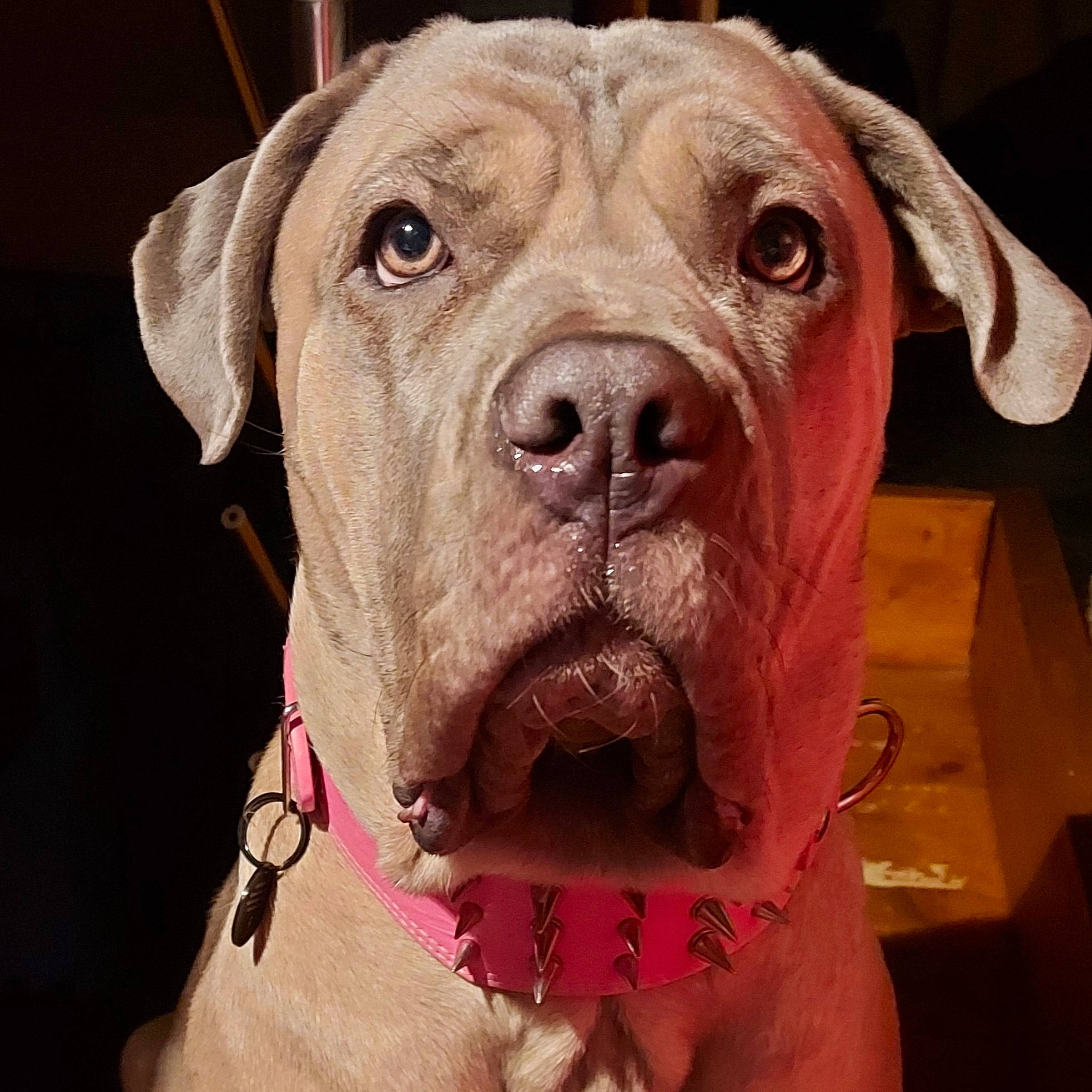 Asia participe au concours pour gagner de l'argent avec cette photo : beige, canidae, carnivore, collar, companion_dog, dog, dog_breed, dog_collar, fawn, jaw, liver, neck, pet_supply, skin, snout, sporting_group, tongue, whiskers, working_animal, working_dog