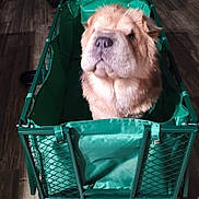 Dukes joined the competition — help win amazing prizes! animal, canine, companion, crate, dog, domestic_animal, ears, fluffy, fur, green_wagon, household, indoor, muzzle, nostrils, pet, portrait, seated, snout, wooden_floor, wrinkled_face
