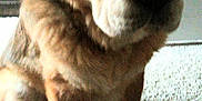 Dukes is registered to the contest to win money with this photo: animal, brown, canine, carpet, companion, cute, dog, domestic_animal, face, fur, furry, fuzzy, house, indoor, mammal, paw, pet, portrait, sitting, snout