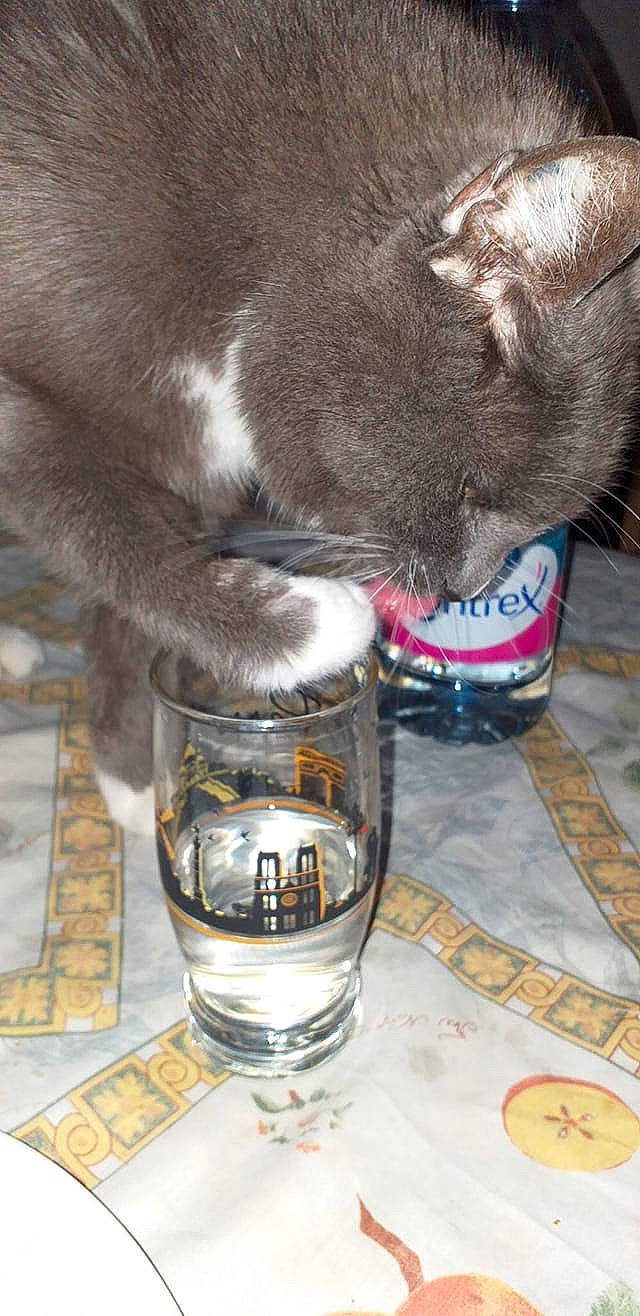 Minouche- Bob a rejoint le concours — aidez-le/la à gagner de superbes lots ! carnivore, cat, chartreux, domestic_short_haired_cat, drink, drinking, felidae, korat, russian_blue, small_to_medium_sized_cats, snout, whiskers