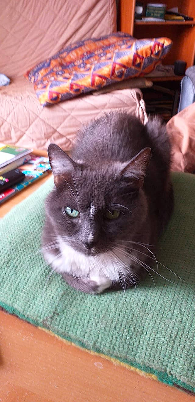 Minouche- Bob participe au concours pour gagner de l'argent avec cette photo : asian, black_cat, carnivore, cat, domestic_long_haired_cat, domestic_short_haired_cat, fawn, felidae, kitten, mammal, nebelung, small_to_medium_sized_cats, whiskers