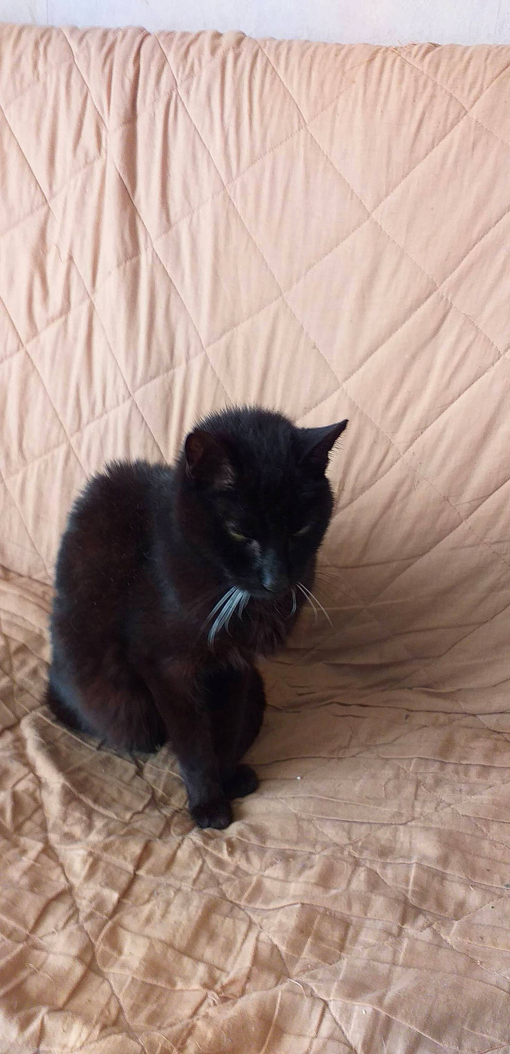 Minouche- Bob participe au concours pour gagner de l'argent avec cette photo : black_cat, bombay, british_shorthair, carnivore, cat, domestic_long_haired_cat, domestic_short_haired_cat, felidae, fur, kitten, mammal, nebelung, persian, small_to_medium_sized_cats, tail, vertebrate, whiskers