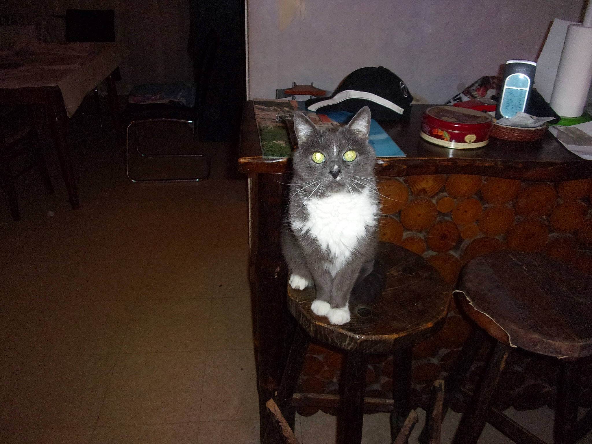 Maxou G a rejoint le concours — aidez-le/la à gagner de superbes lots ! asian, carnivore, cat, domestic_short_haired_cat, felidae, room, small_to_medium_sized_cats, whiskers