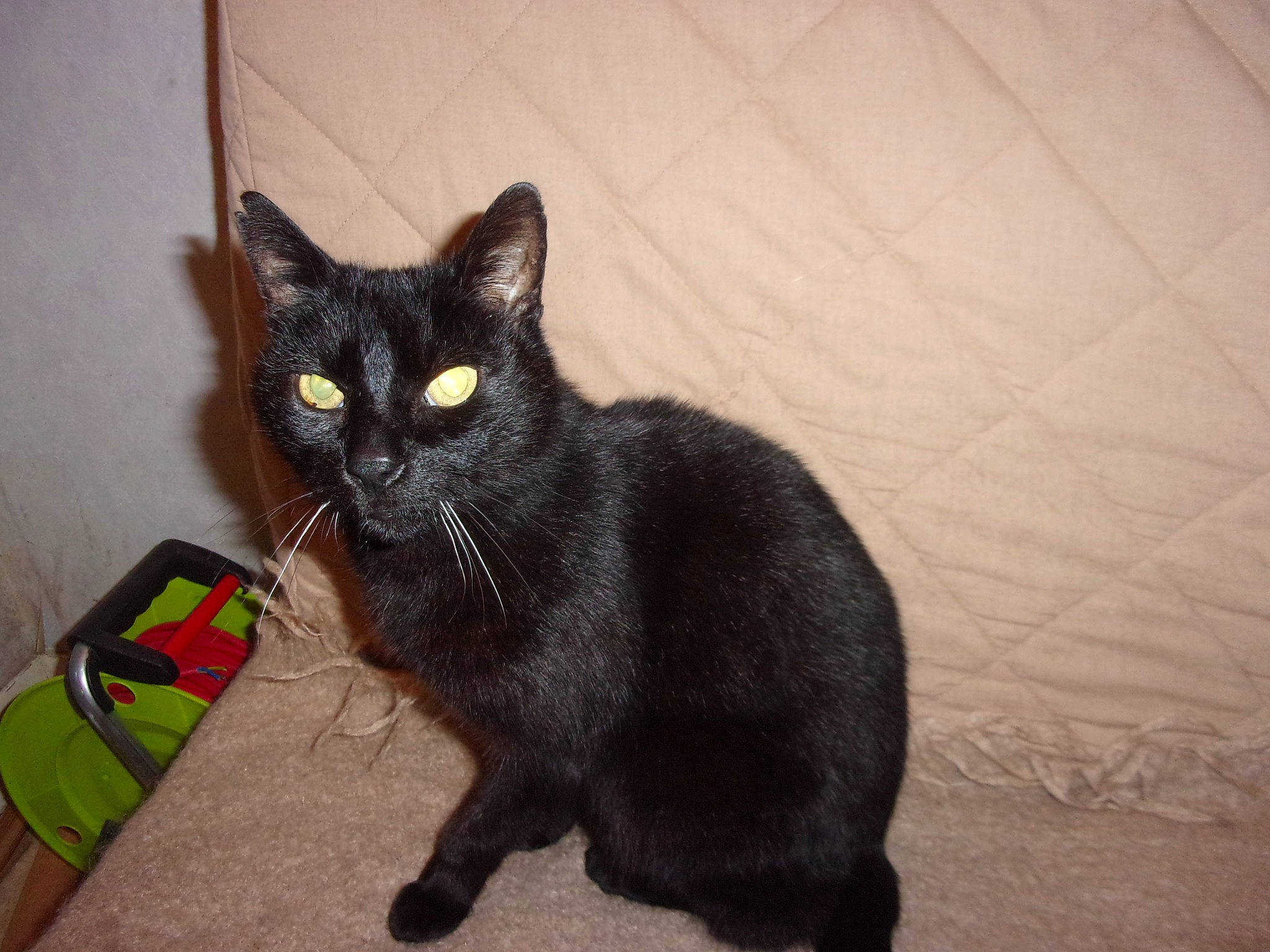 Maxou G a rejoint le concours — aidez-le/la à gagner de superbes lots ! asian, black_cat, bombay, burmese, carnivore, cat, domestic_short_haired_cat, european_shorthair, felidae, german_rex, kitten, korat, mammal, polydactyl_cat, small_to_medium_sized_cats, snout, tail, vertebrate, whiskers