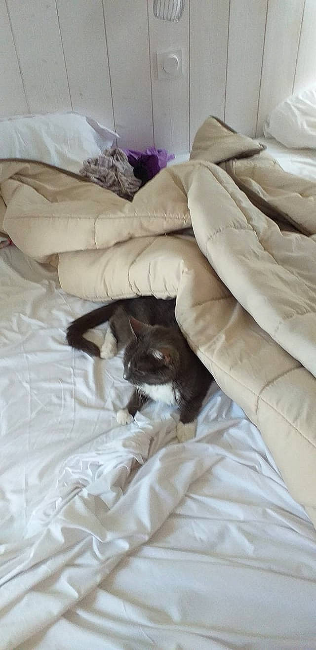 Maxou G participe au concours pour gagner de l'argent avec cette photo : bed, bed_sheet, bedding, carnivore, cat, comfort, fawn, felidae, fur, furniture, kitten, linens, nap, pillow, sleep, small_to_medium_sized_cats, textile, whiskers