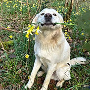 Uby a rejoint le concours — aidez-le/la à gagner de superbes lots ! dog, flower, daffodil, forest, grass, nature, outdoor, plant, animal, canine, spring, tree, leaf, pet, sitting, cute, white, smiling, flora, wildlife
