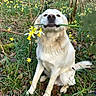 dog, flower, daffodil, forest, grass, nature, outdoor, plant, animal, canine, spring, tree, leaf, pet, sitting, cute, white, smiling, flora, wildlife