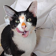 Asta a rejoint le concours — aidez-le/la à gagner de superbes lots ! animal, black_and_white, blanket, cat, close_up, cute, domestic_cat, ears, eyes, fur, furniture, indoor, licking, orange_spots, pet, playful, sitting, tongue_out, whiskers, wooden_cabinet