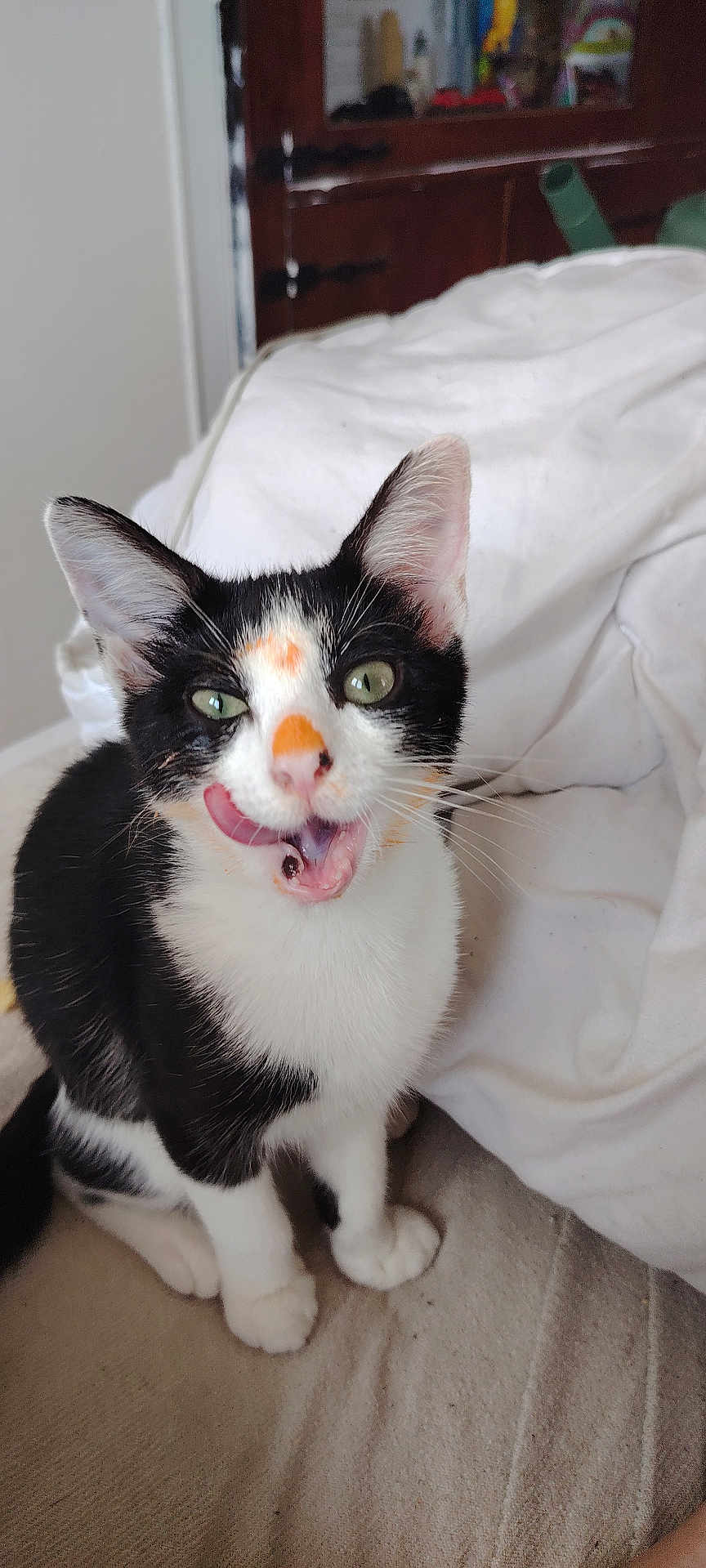 Asta a rejoint le concours — aidez-le/la à gagner de superbes lots ! animal, black_and_white, blanket, cat, close_up, cute, domestic_cat, ears, eyes, fur, furniture, indoor, licking, orange_spots, pet, playful, sitting, tongue_out, whiskers, wooden_cabinet