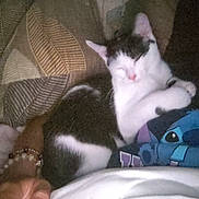 Aragorn participe au concours pour gagner de l'argent avec cette photo : animal, black, blanket, bracelet, cat, comfort, cozy, cute, fur, hand, home, indoor, lap, person, pet, pillow, relaxed, resting, sleeping, white