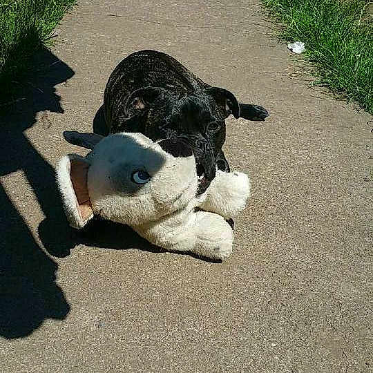 Gus