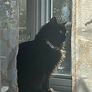 Stella is registered to the contest to win money with this photo: cat, black_cat, windowsill, sunlight, curtains, indoor, pet, feline, collar, profile, shadow, window, domestic_animal, fur, sitting, quiet, contemplative, home, animal, daylight