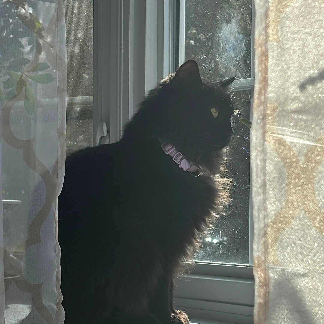 Stella is registered to the contest to win money with this photo: animal, black_cat, cat, collar, contemplative, curtains, daylight, domestic_animal, feline, fur, home, indoor, pet, profile, quiet, shadow, sitting, sunlight, window, windowsill