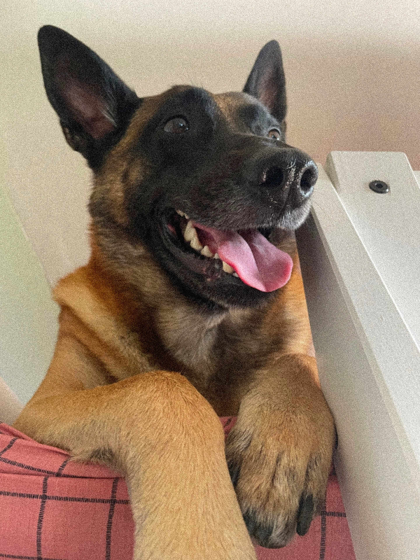 Nino a rejoint le concours — aidez-le/la à gagner de superbes lots ! dog, canine, pet, tongue_out, happy, paw, ears, mouth_open, indoor, close_up, brown_fur, black_muzzle, cheerful, looking_up, pink_surface, checkered_pattern, animal, companion, domestic, friendly
