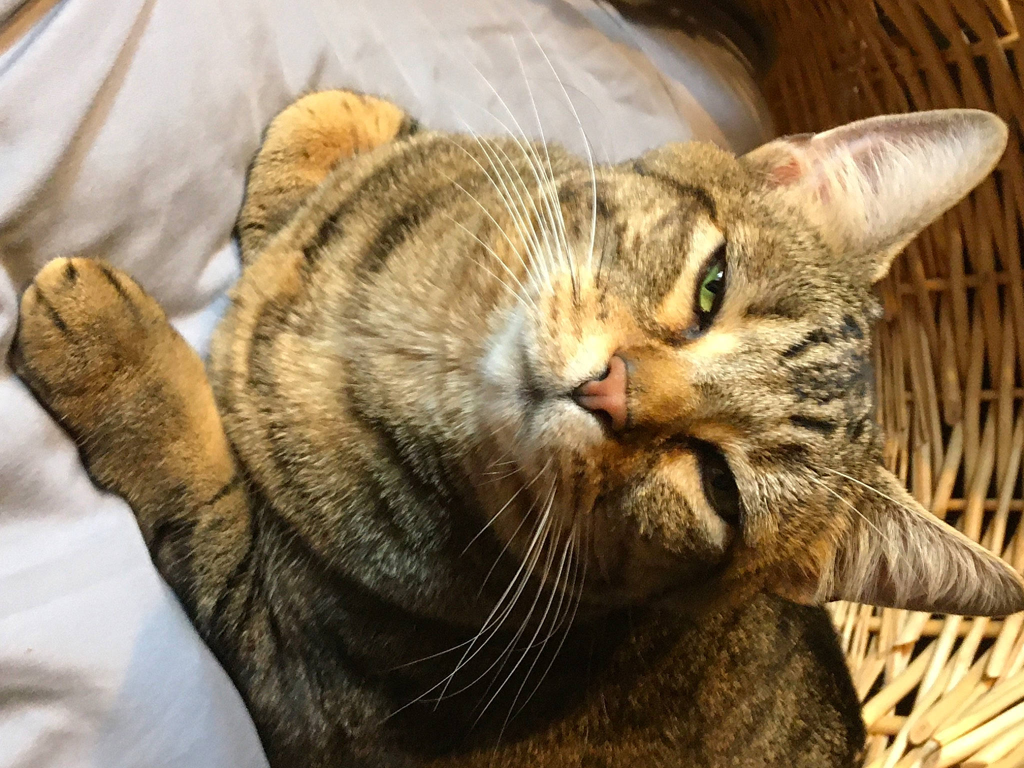 Kitty joined the competition — help win amazing prizes! american_shorthair, asian, australian_mist, bengal, california_spangled, carnivore, cat, domestic_short_haired_cat, dragon_li, european_shorthair, felidae, mammal, ocicat, pixie_bob, small_to_medium_sized_cats, snout, tabby_cat, toyger, vertebrate, whiskers