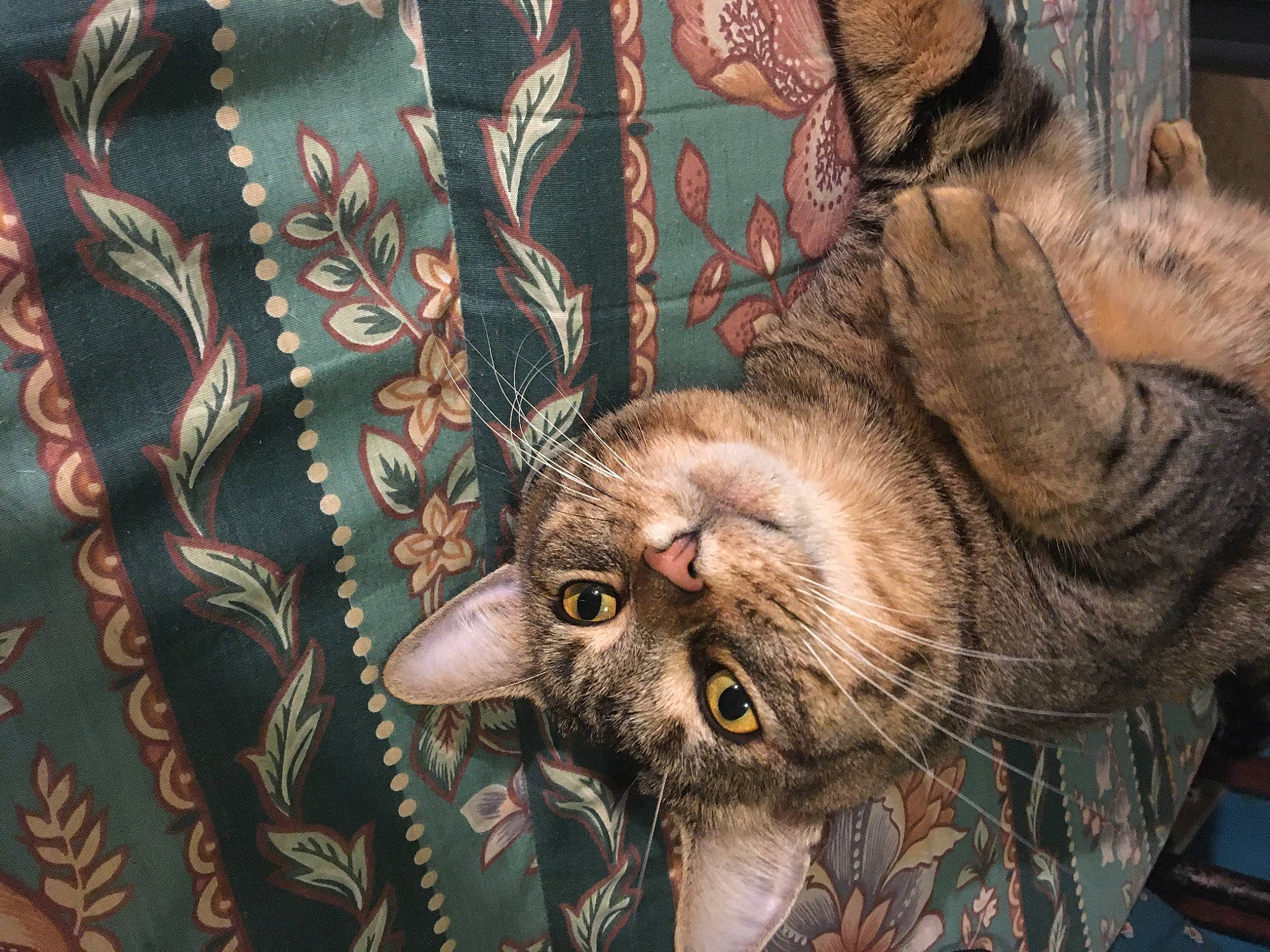 Kitty joined the competition — help win amazing prizes! carnivore, cat, european_shorthair, felidae, illustration, maine_coon, norwegian_forest_cat, pixie_bob, plant, small_to_medium_sized_cats, tabby_cat, tree, whiskers, wild_cat