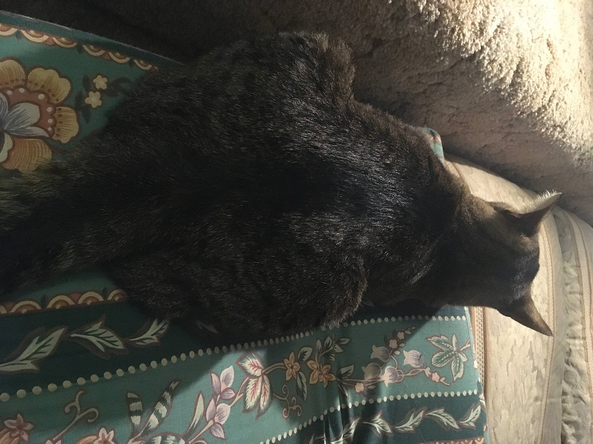 Kitty is registered to the contest to win money with this photo: black_cat, carnivore, cat, felidae, fur, nap, sleep, small_to_medium_sized_cats, snout, tail, whiskers