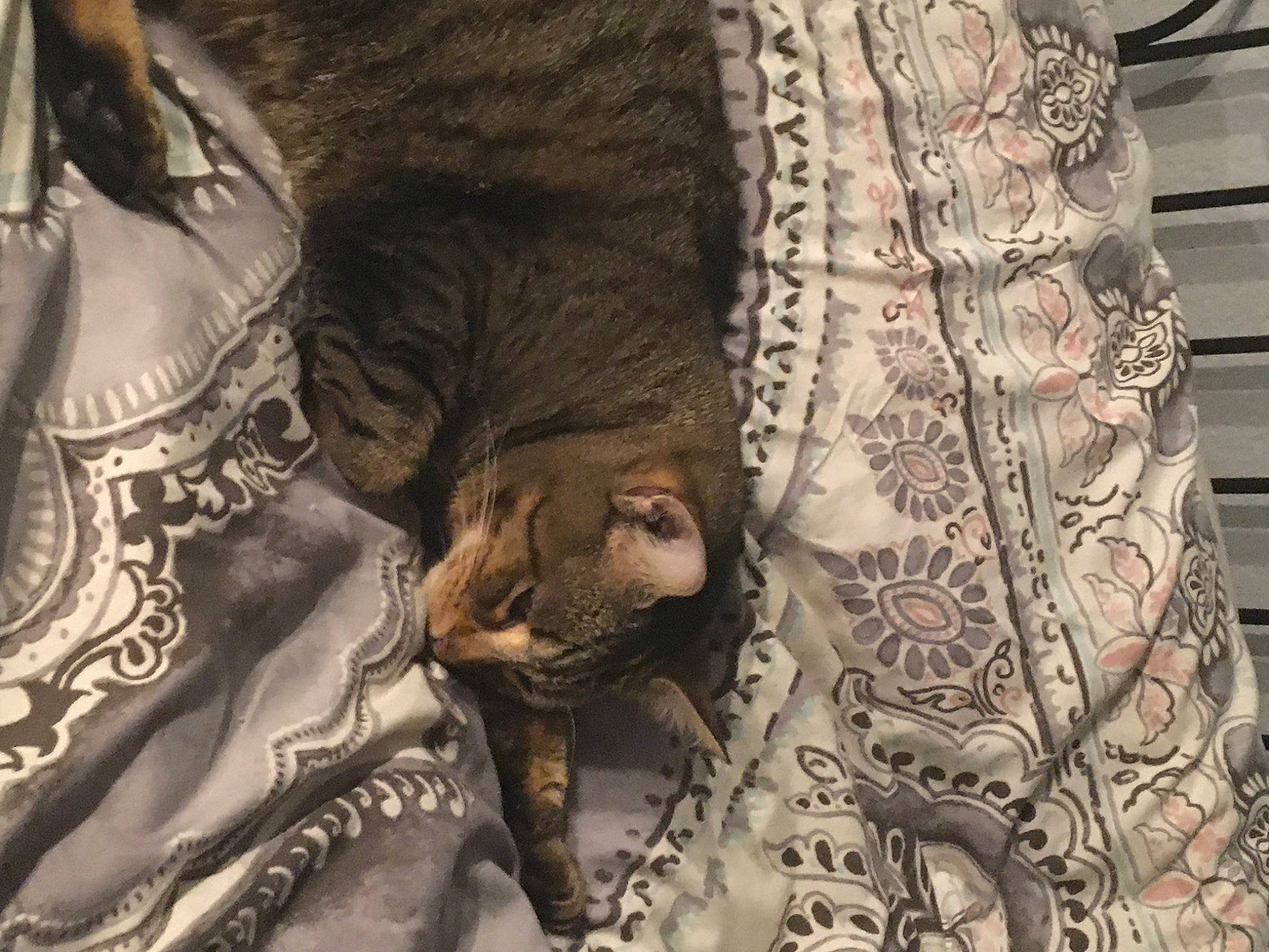 Kitty is registered to the contest to win money with this photo: asian, carnivore, cat, european_shorthair, fawn, felidae, fur, small_to_medium_sized_cats, whiskers