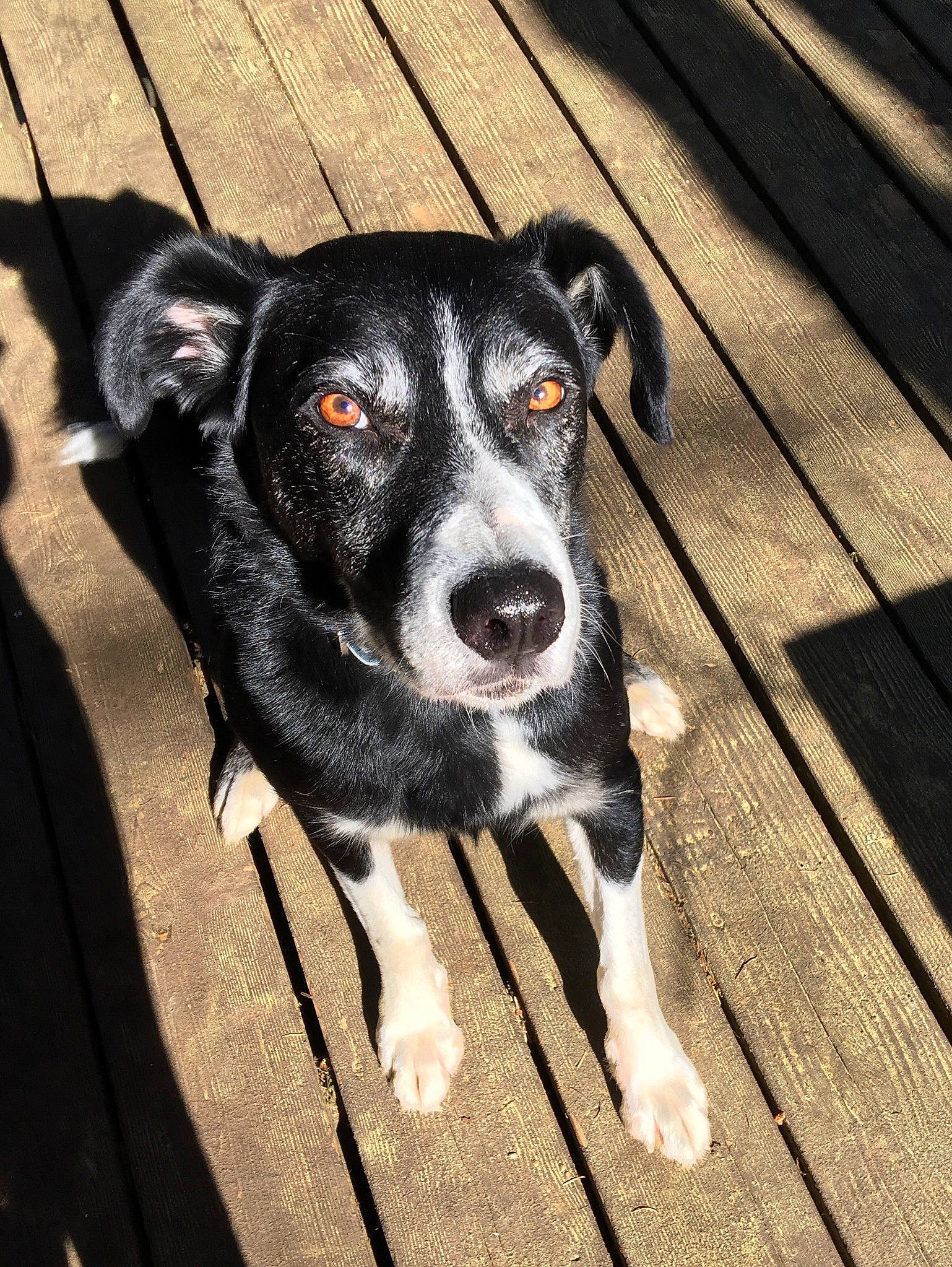 Juice is registered to the contest to win money with this photo: australian_collie, border_collie, canidae, carnivore, dog, dog_breed, feist, mammal, mcnab, nose, snout, sporting_group, street_dog, vertebrate, whiskers, working_dog