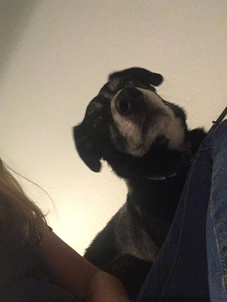 Juice joined the competition — help win amazing prizes! black, canidae, dog_breed, ear, hand, photography, pug, puppy, shadow, snout, toy_dog