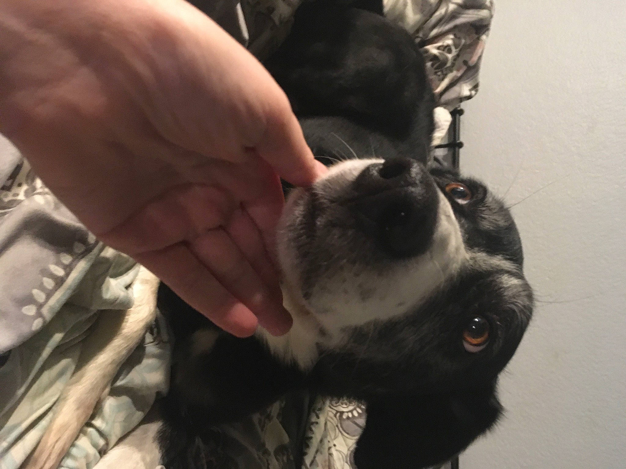 Juice joined the competition — help win amazing prizes! boston_terrier, canidae, carnivore, companion_dog, dog, dog_breed, ear, fawn, french_bulldog, non_sporting_group, snout, sporting_group