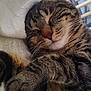 cat, tabby, sleeping, cozy, paws, whiskers, fur, closeup, indoor, blanket, nap, pet, cute, relaxed, feline, resting, animal, soft, comfort, adorable